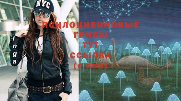 хмурый Аркадак