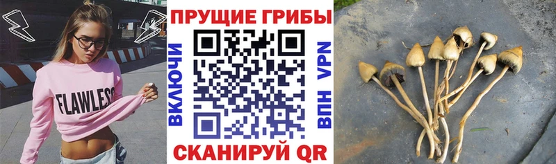 Галлюциногенные грибы Cubensis  OMG вход  Краснокаменск  купить наркотики сайты 
